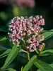 Asclepias Soulmate