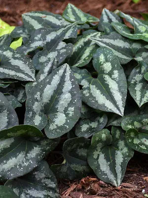 Link to Asarum Splendens