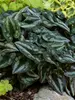Asarum Splendens