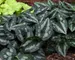 Asarum Splendens