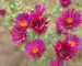 Aster September-Ruby