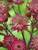 Astrantia Star of Love