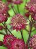 Astrantia Star of Love