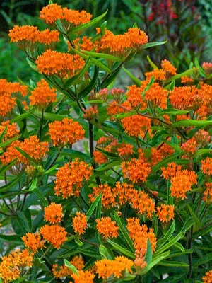 Link to Asclepias Tuberosa