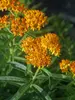 Asclepias Tuberosa