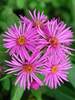 Aster Vibrant Dome