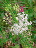 Asclepias verticillata