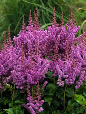 Astilbe | Bluestone Perennials