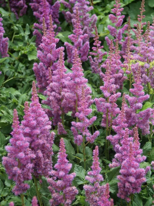 Bluestone Perennials Astilbe Visions - Thumbnail 2