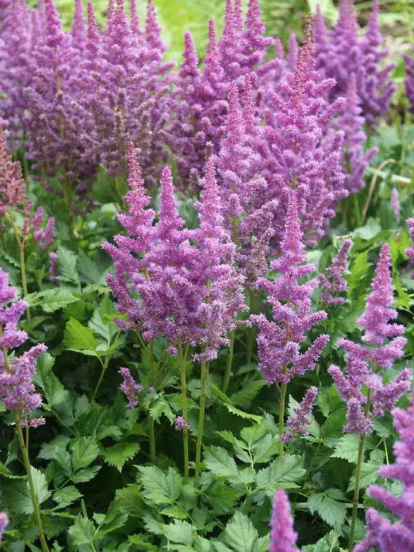 Bluestone Perennials Astilbe Visions - Thumbnail 3