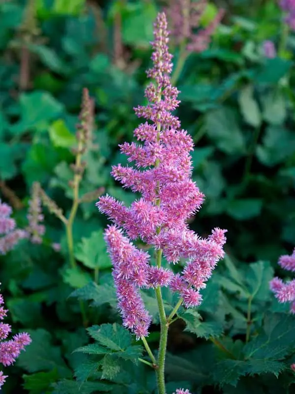 Bluestone Perennials Astilbe Visions