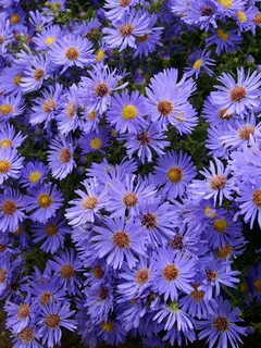 Aster