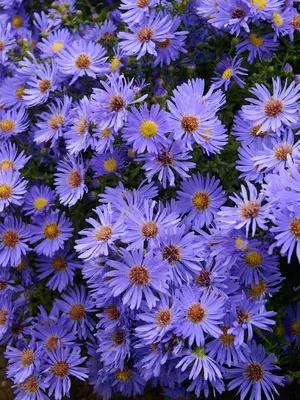 Link to Aster Wood&#39;s Blue