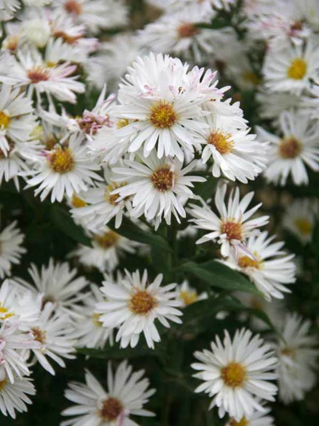Aster Woods White