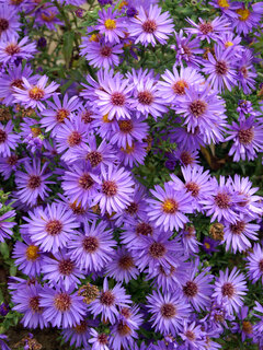 Aster