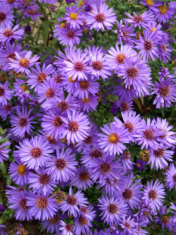 Aster Woods-Purple