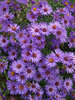 Aster Woods-Purple