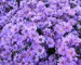 Aster Woods-Purple