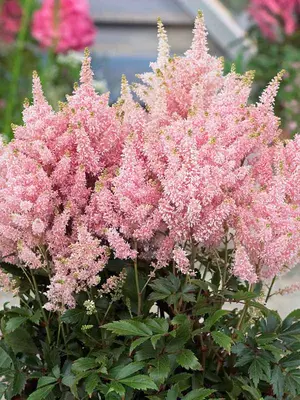 Link to Astilbe Younique Salmon&#153;