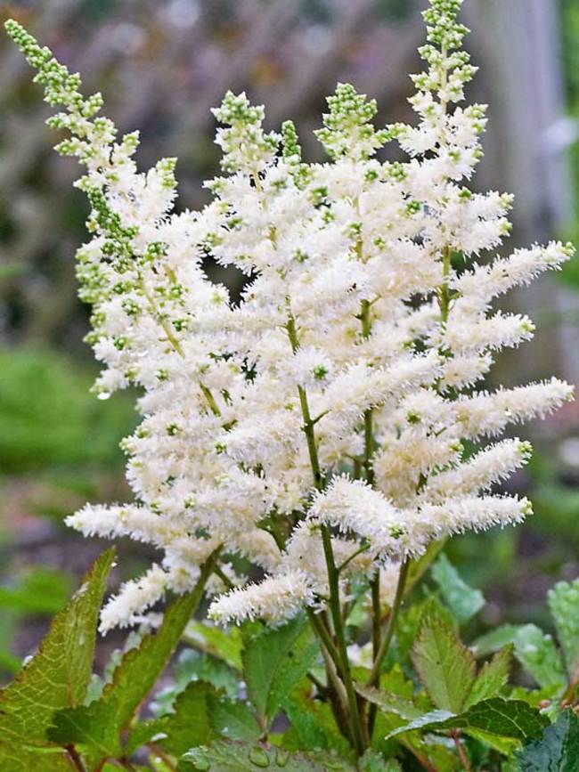 Astilbe Younique White