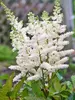 Astilbe Younique White