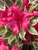 Azalea Bollywood