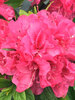 Azalea Perfecto Mundo Double Dark Pink
