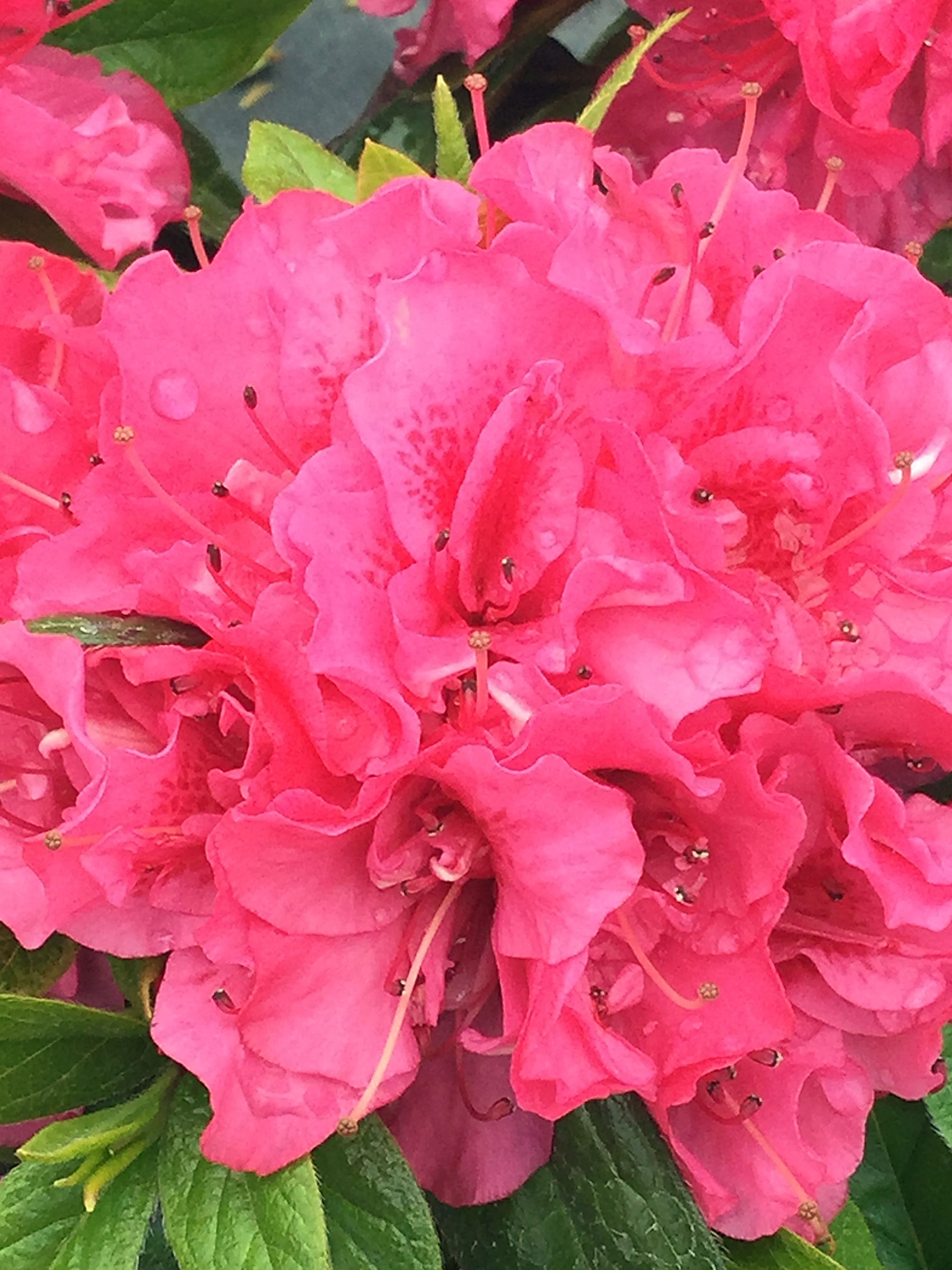 Perfecto Mundo Double Dark Pink Azalea| NatureHills.com