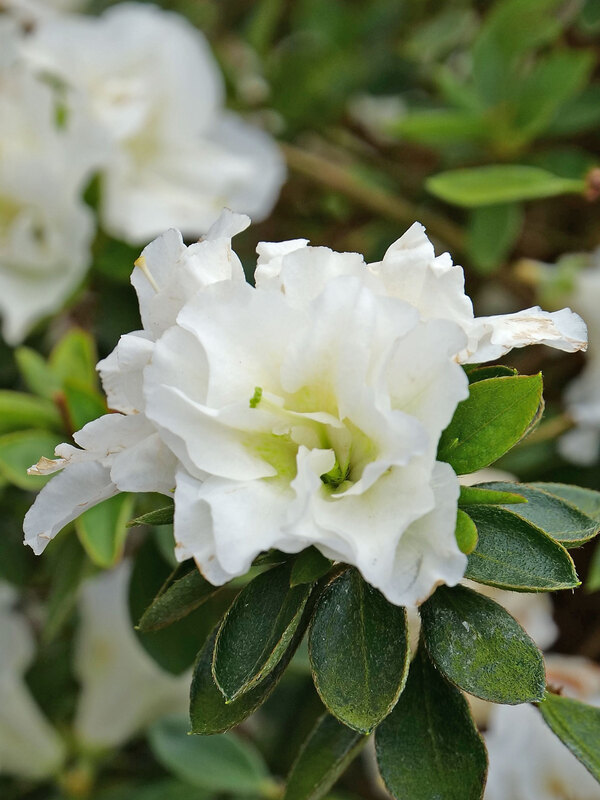 Azalea Perfecto Mundo Double White