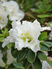 Azalea Perfecto Mundo Double White