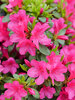 Azalea Perfecto Mundo Fuchsia Carpet