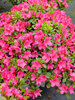 Azalea Perfecto Mundo Fuchsia Carpet