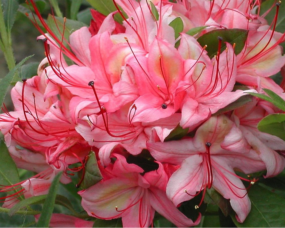 Azalea Westons Lollipop | Bluestone Perennials