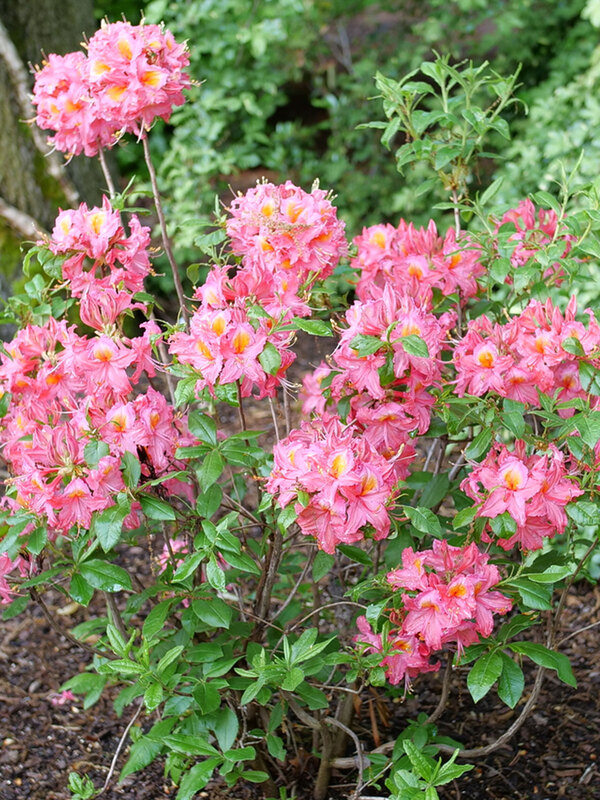 Azalea Sweet Reward Pink | Bluestone Perennials