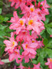 Azalea Sweet Reward Pink