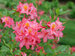 Azalea Sweet Reward Pink