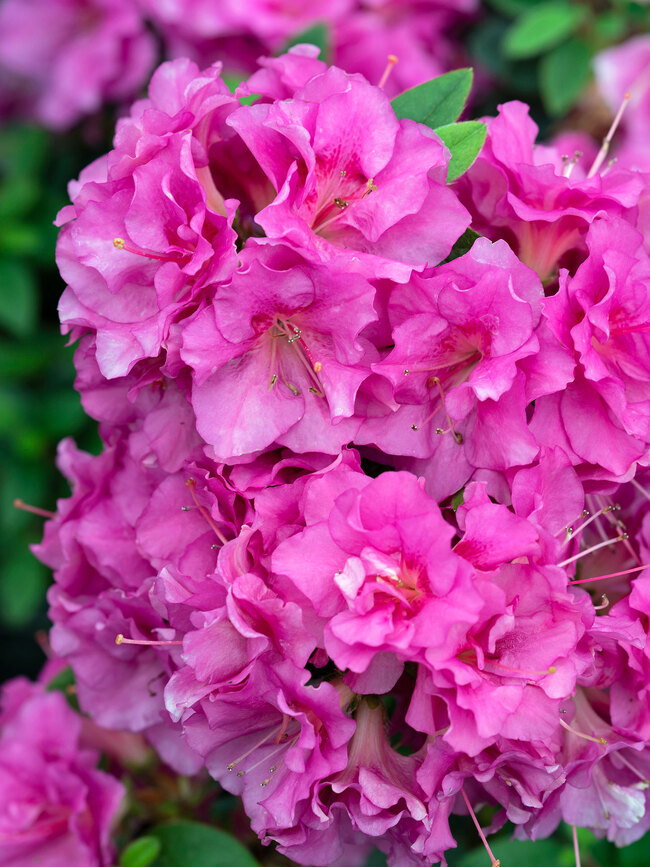 Azalea Perfecto Mundo Double Purple