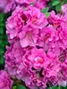 Azalea Perfecto Mundo Double Purple