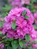 Azalea Perfecto Mundo Double Purple