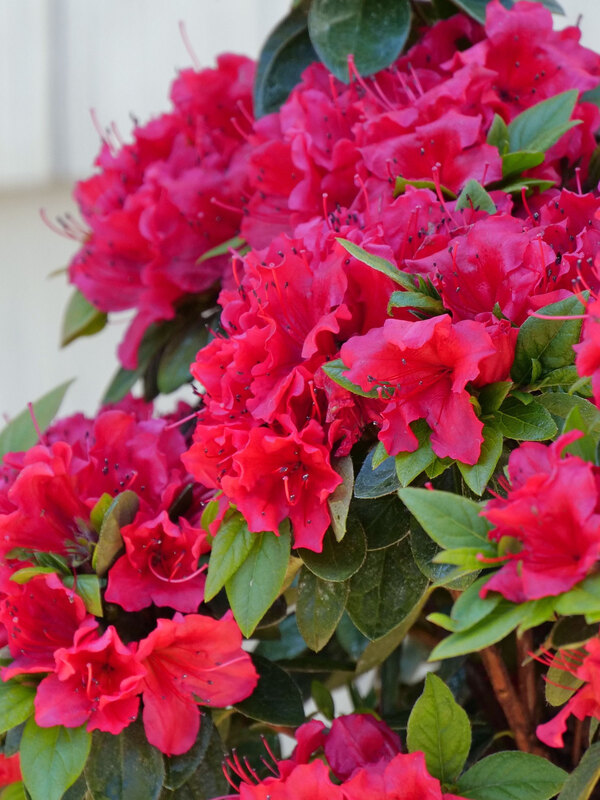 Azalea Perfecto Mundo Red