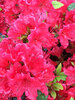 Azalea Perfecto Mundo Red