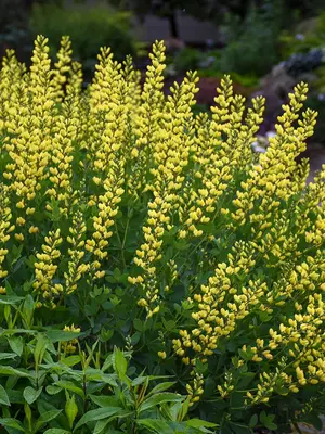 Link to Baptisia American Goldfinch