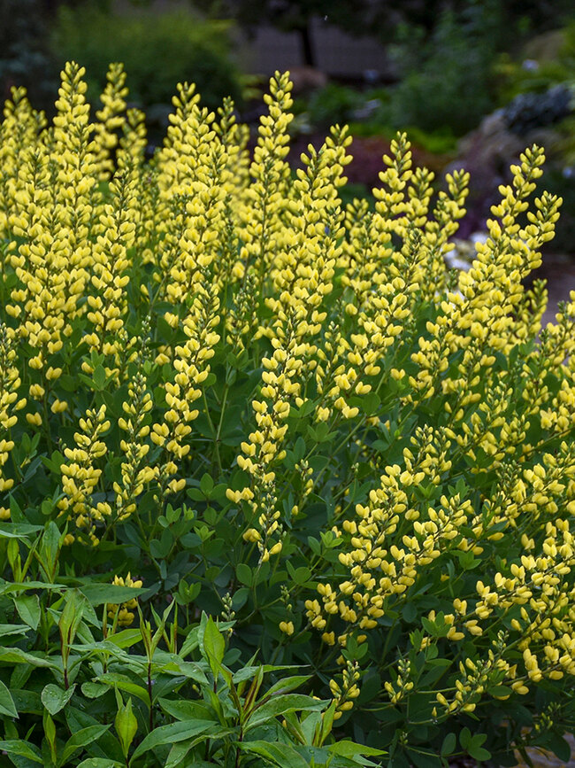 Baptisia American Goldfinch