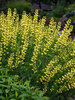 Baptisia American Goldfinch