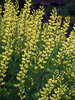 Baptisia American Goldfinch