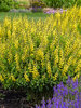 Baptisia American Goldfinch