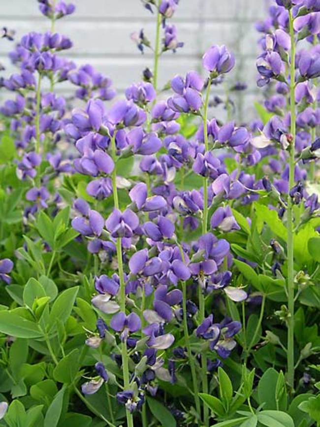 Image of Baptisia australis plant