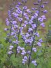 Baptisia Australis