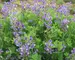 Baptisia Australis