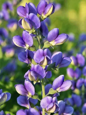 Link to Baptisia Blueberry Sundae